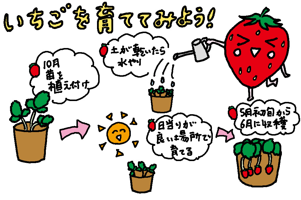 栃木県の特産品「いちご」