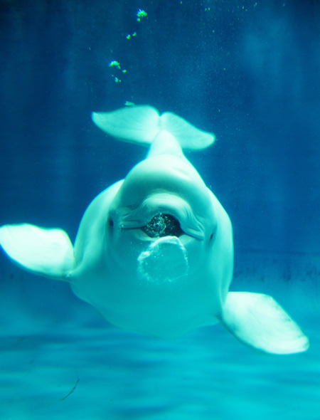 「幸せのバブルリング(R)」/しまね海洋館アクアス(島根県/浜田市)