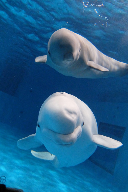 しまね海洋館アクアスの“アーリャ”“ミーリャ”親子