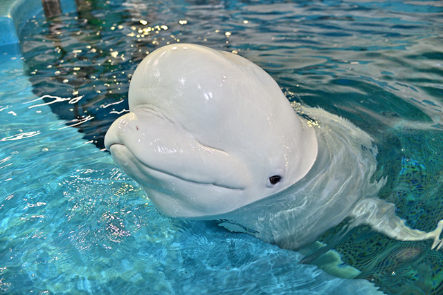 名古屋港水族館の“ニコ”(愛知県)