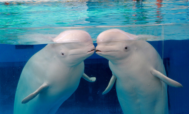 シロイルカ/横浜・八景島シーパラダイス(神奈川県/横浜市)
