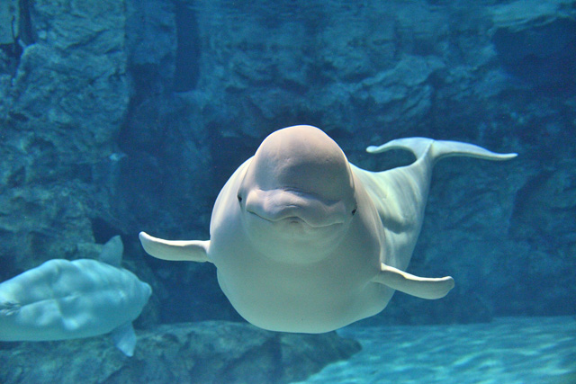 笑っているように見えるシロイルカの表情/名古屋港水族館(愛知県)