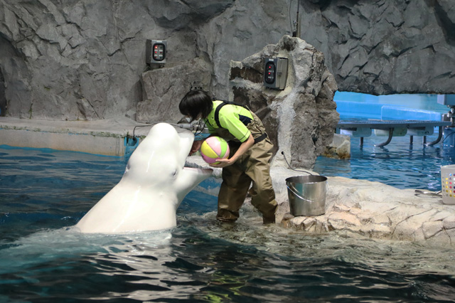 シロイルカ/名古屋港水族館(愛知県/名古屋市)