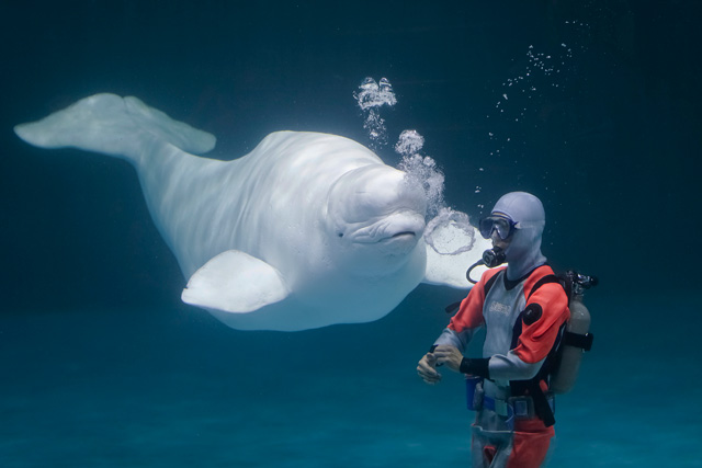 バブルリングをするベルーガ/鴨川シーワールド(千葉県/鴨川市)