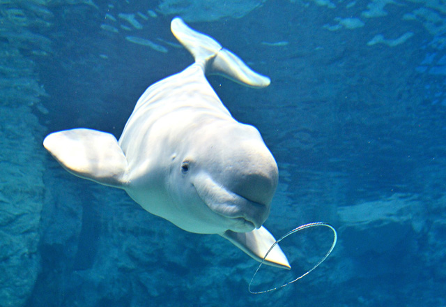 美しいエンジェルリングを作るベルーガ/名古屋港水族館(愛知県/名古屋市)