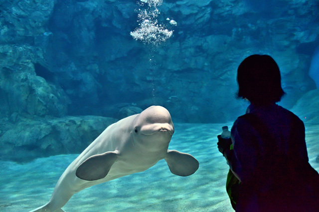 人なつっこいシロイルカ/名古屋港水族館(愛知県/名古屋市)