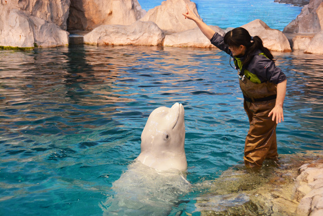 トレーナーさんとベルーガ/名古屋港水族館(愛知県/名古屋市)