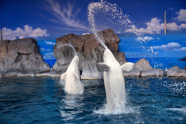 ジャンプして口から水を吹きだすベルーガ/名古屋港水族館(愛知県/名古屋市)