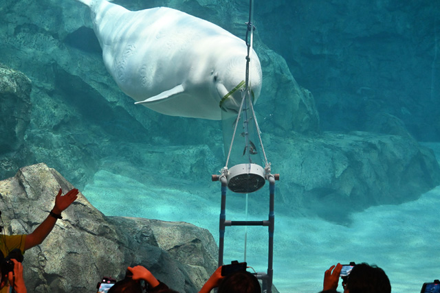 ベルーガが実験装置でエサを食べる様子を見学/名古屋港水族館(愛知県/名古屋市)