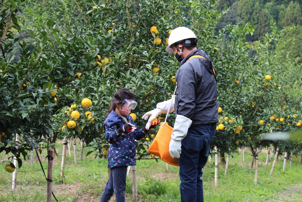 ゆず収穫体験