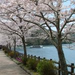 岐阜県で桜・お花見がおすすめの大型公園（2025春）子ども連れで桜散歩！