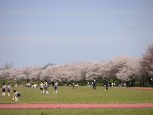 三重県で桜・お花見がおすすめの大型公園（2025春）子ども連れで桜散歩！