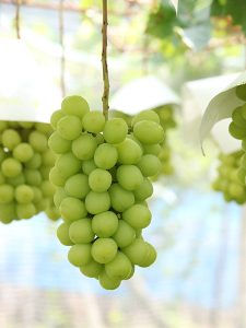 甲州市(塩山・勝沼)のぶどう狩りスポット9選!秋の味覚&果物狩り(山梨)