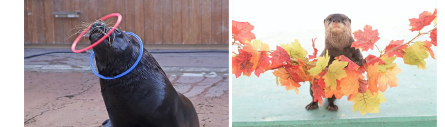 「アニマルパフォーマンス」/横浜・八景島シーパラダイス（神奈川県/横浜市）