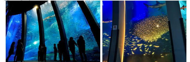 「スーパーイワシイリュージョン」/横浜・八景島シーパラダイス（神奈川県/横浜市）