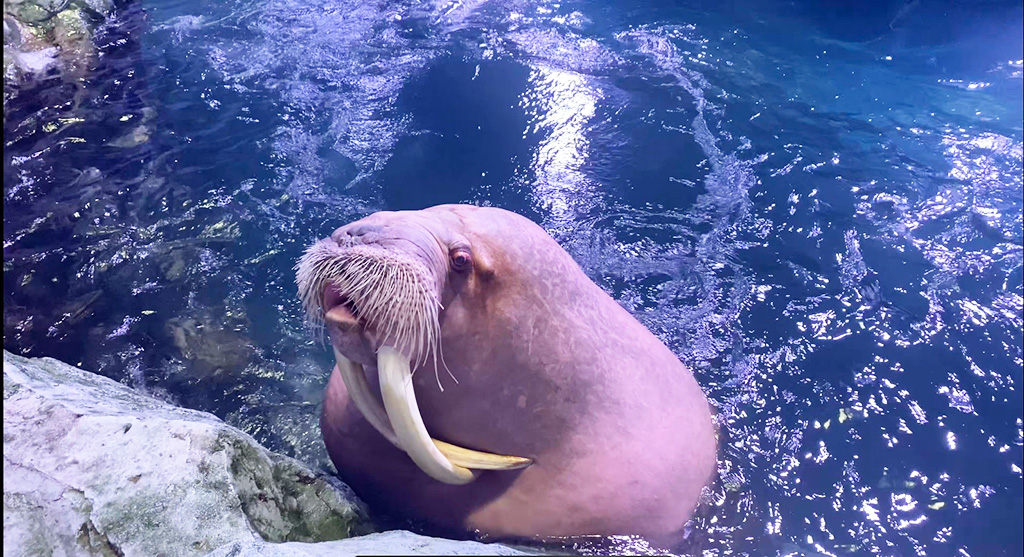 「極地動物のレクチャータイム～セイウチ～」/横浜・八景島シーパラダイス（神奈川県/横浜市）