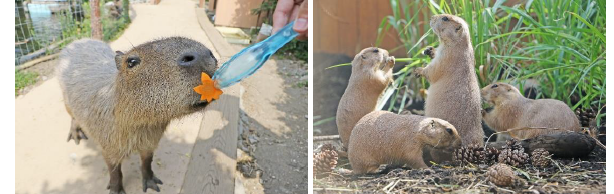 「フォレストリウムの体験プログラム」/横浜・八景島シーパラダイス（神奈川県/横浜市）