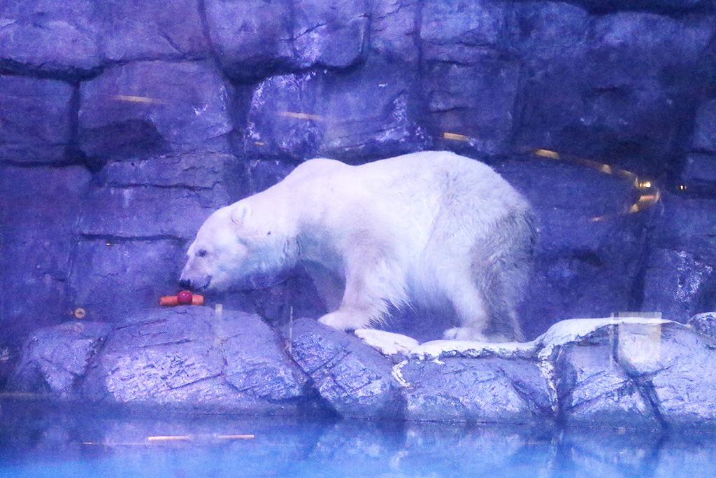 「極地動物のレクチャータイム～ホッキョクグマ～」/横浜・八景島シーパラダイス（神奈川県/横浜市）