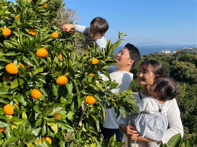 収穫体験農園ふたつぼり(二ツ堀みかん園)（静岡県／賀茂郡東伊豆町）