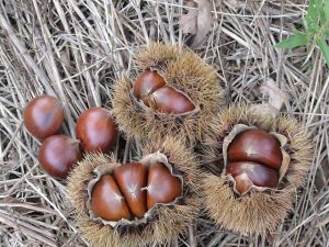 全国のおすすめ栗拾いスポット!時期・品種・やり方・服装などもチェック