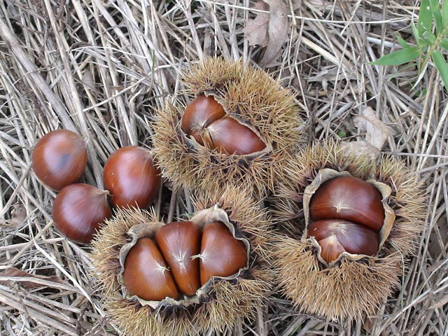 ぶぜんフルーツランド（福岡県／豊前市）