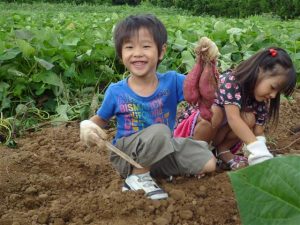 全国のさつまいも掘り体験52選!収穫時期・種類・おすすめ農園などをチェック
