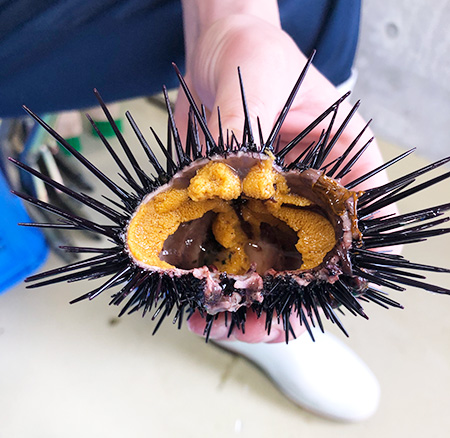 「ウニとやさいクルプロジェクト」で育てたウニ/サンシャイン水族館（東京都/豊島区）