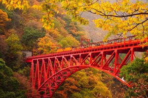 【秋の親子鉄旅】トロッコ列車やSLに乗って、紅葉と温泉を楽しもう！全国のおすすめ路線4選