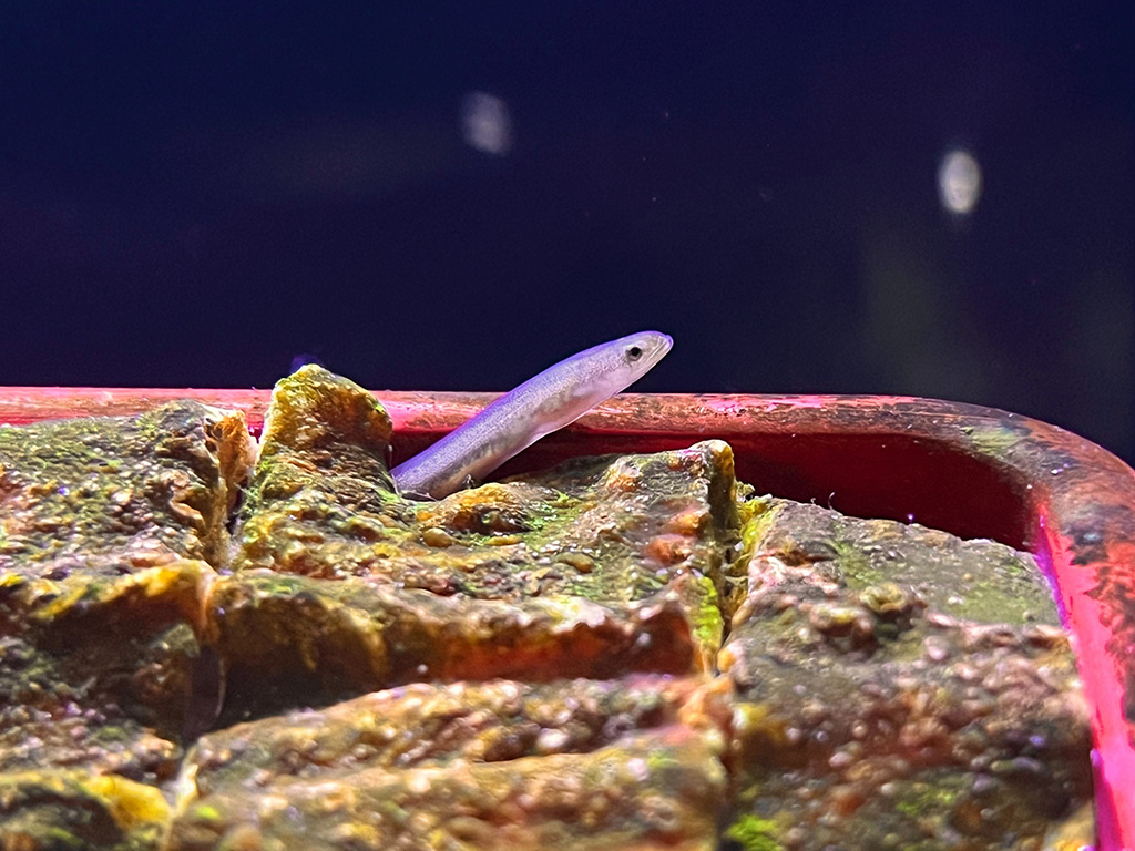 幼魚水族館（静岡県/清水町）