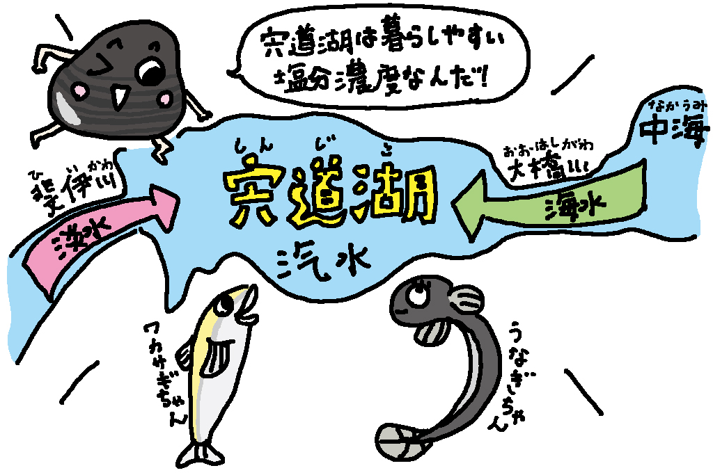 島根県の特産品「シジミ」