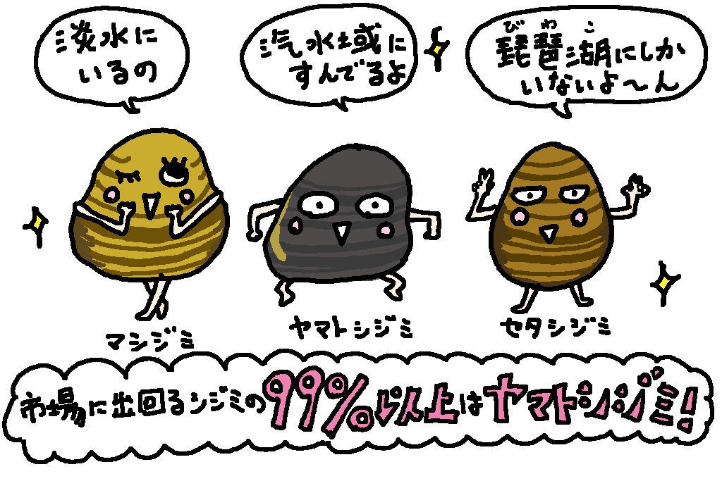 島根県の特産品「シジミ」