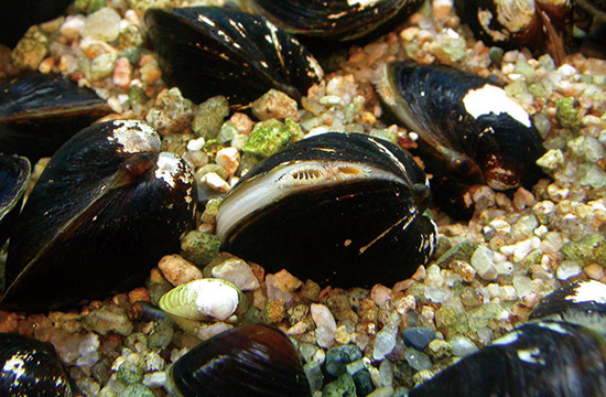 島根県立宍道湖自然館ゴビウス