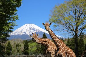 キリンの首はなぜ長い?生態は?エサやりや食事タイムがある動物園に行ってみよう