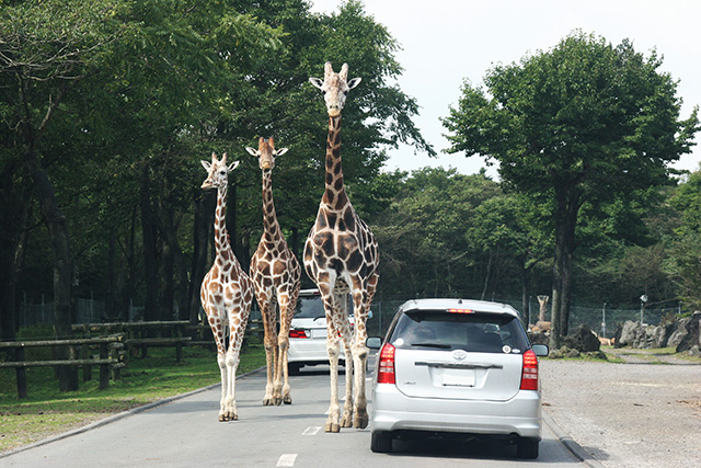 富士サファリパーク（静岡県／裾野市）