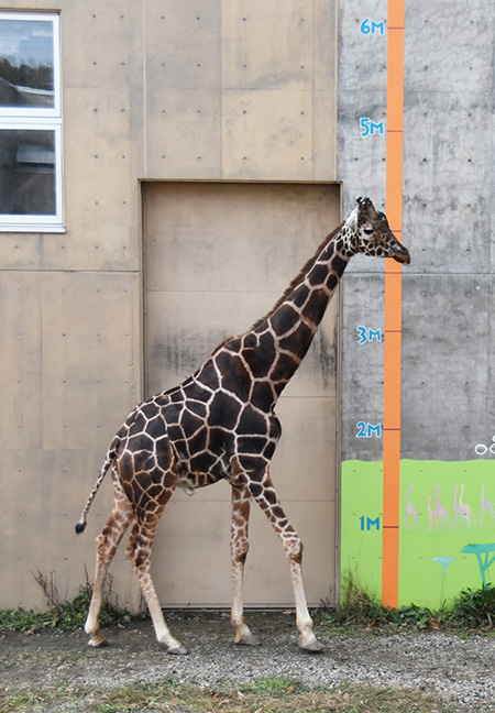 旭川市旭山動物園のキリン（北海道／旭川市）