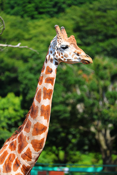 伊豆アニマルキングダムのキリン（静岡県／東伊豆町）