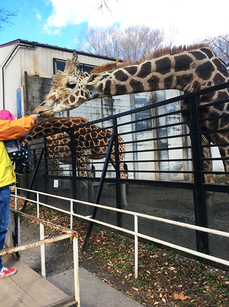キリンのエサやり/宇都宮動物園（栃木県／宇都宮市）