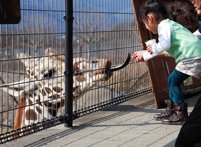 キリンのエサやり体験/姫路セントラルパーク（兵庫県／姫路市）