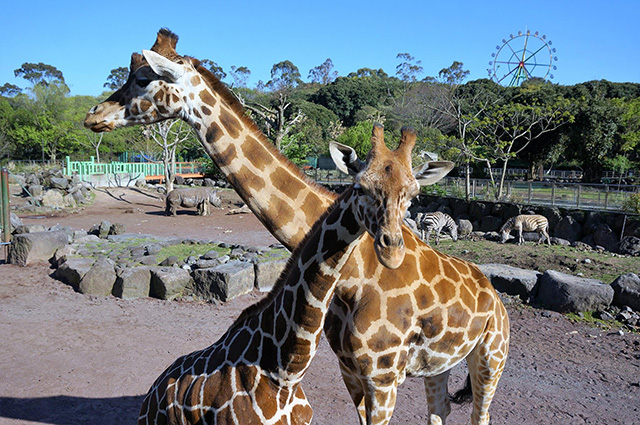 伊豆アニマルキングダムのキリン（静岡県／東伊豆町）