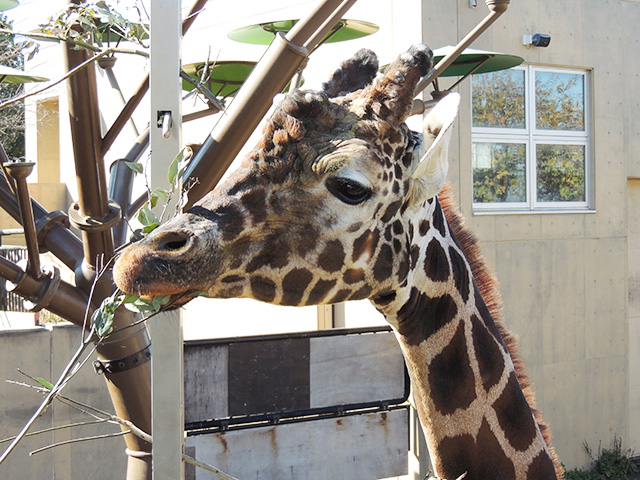 旭川市旭山動物園のキリン（北海道／旭川市）
