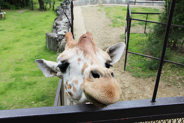ANIMAL WONDER REZOURT サユリワールドのキリン（千葉県／市原市）