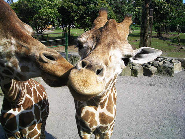 伊豆アニマルキングダムのキリン（静岡県／東伊豆町）