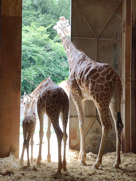 秋吉台サファリランドのキリン（山口県／美祢市）