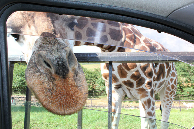 東北サファリパークのキリン（福島県／二本松市）