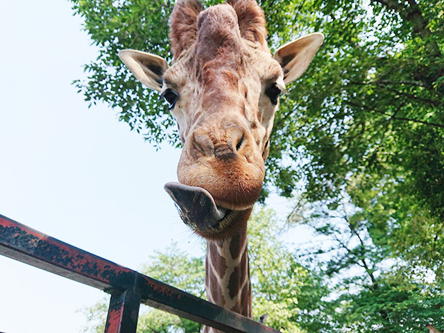 宇都宮動物園のキリン（栃木県／宇都宮市）