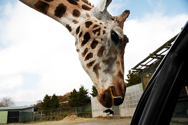 那須サファリパークのキリン（栃木県／那須町）
