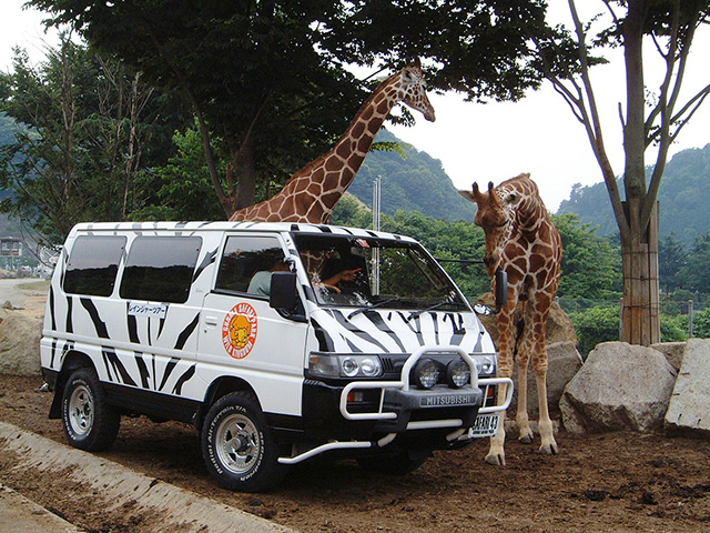 群馬サファリパークのキリン（群馬県／富岡市）