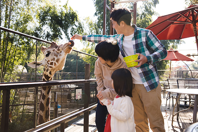 ANIMAL WONDER REZOURT サユリワールドのキリン（千葉県／市原市）
