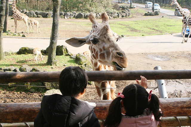 富士サファリパークのキリン（静岡県／裾野市）