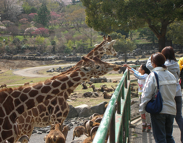 伊豆アニマルキングダムのキリン（静岡県／東伊豆町）